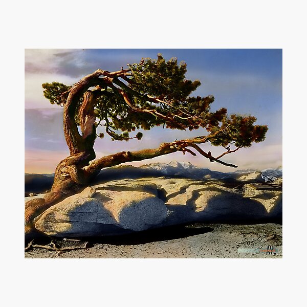 Item preview, Jeffrey Pine Tree at Yosemite Park by Ansel Adams, Colorized by Alex Y. Lim designed and sold by lexmil.