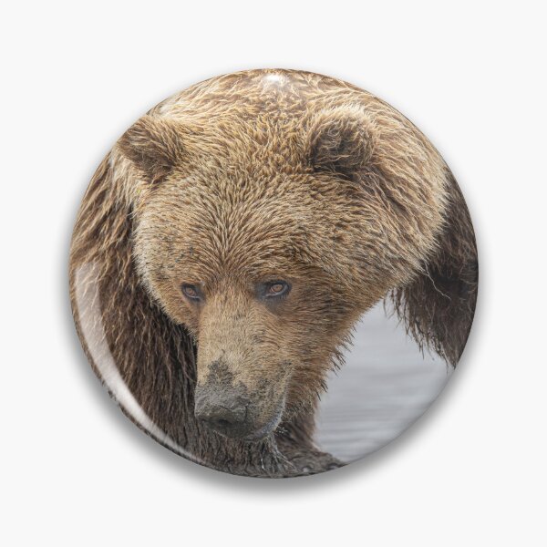 Item preview, Close Encounter with a Brown Bear Alaska designed and sold by PhotoArt by Joan Carroll.