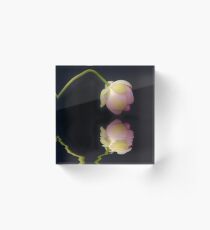 Lotus Reflections Acrylic Block