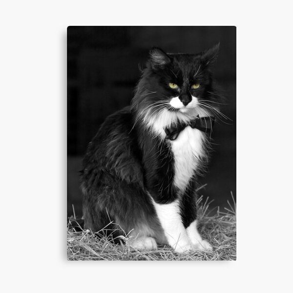 Tuxedo Kitty Canvas Print