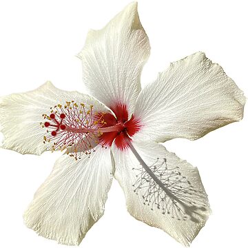 Artwork thumbnail, flower 15 by mystudiocreate