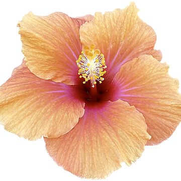 Artwork thumbnail, flower 20 by mystudiocreate