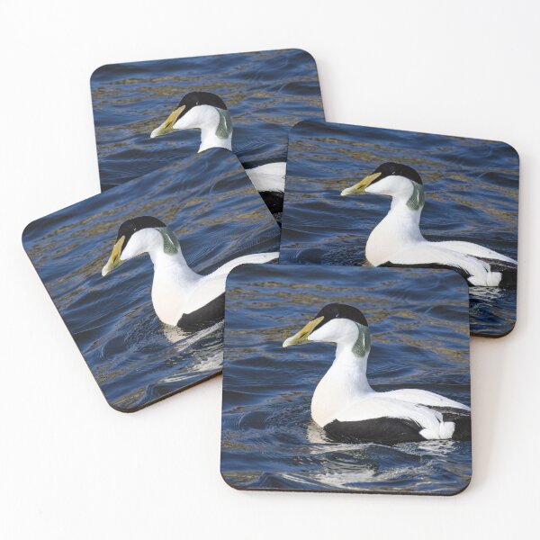Item preview, Common Eider Duck (Male) designed and sold by Tom McPherson Photography.