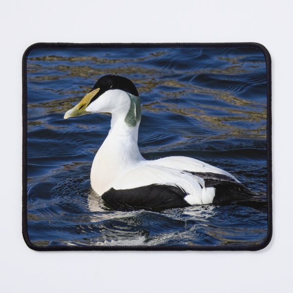 Item preview, Common Eider Duck (Male) designed and sold by Tom McPherson Photography.