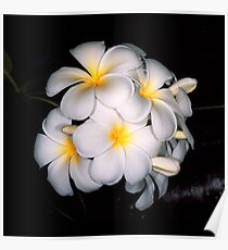 Frangipanis Poster