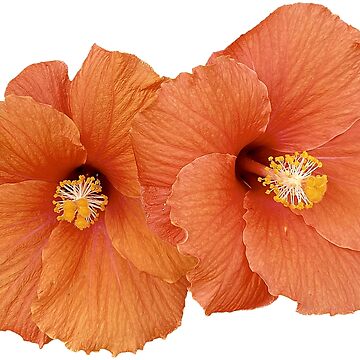 Artwork thumbnail, flower 21 by mystudiocreate