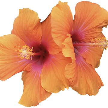 Artwork thumbnail, flower 02 by mystudiocreate