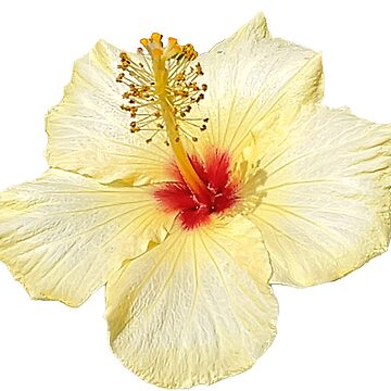 Artwork thumbnail, flower 23 by mystudiocreate
