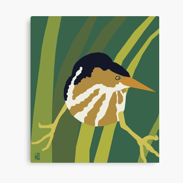 Least Bittern Canvas Print