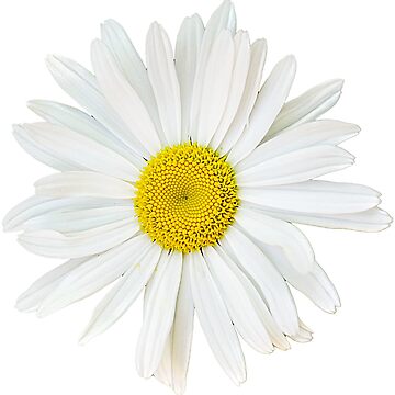 Artwork thumbnail, flower 13 daisy by mystudiocreate