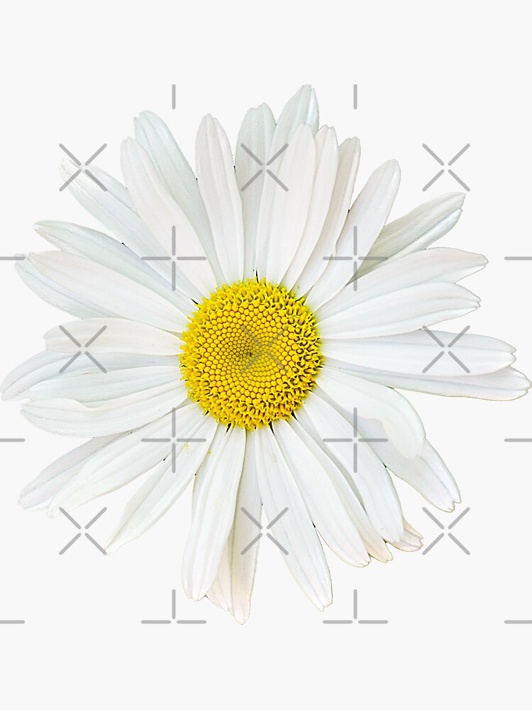 Thumbnail 3 of 3, Sticker, flower 13 daisy designed and sold by mystudiocreate.