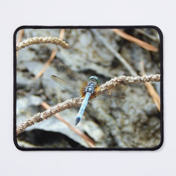 Item preview, Light blue dragonfly on pine twig from above designed and sold by gistinker.