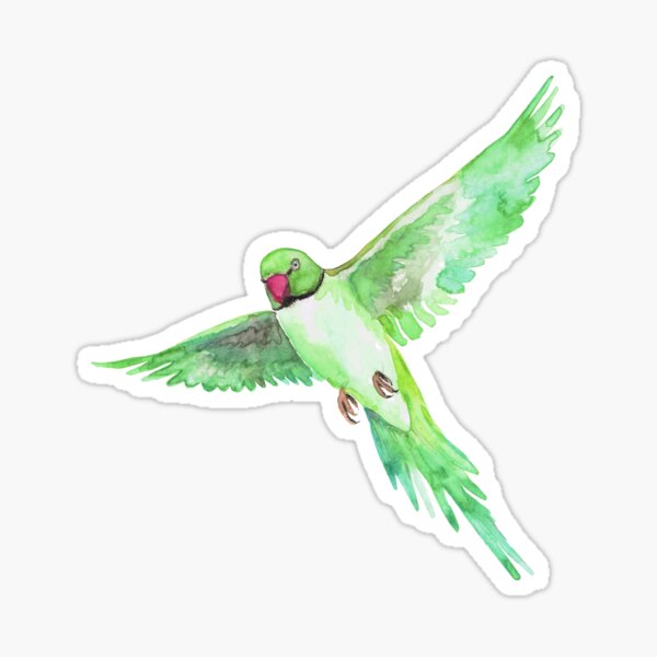 Indian Ringneck Parakeet Sticker