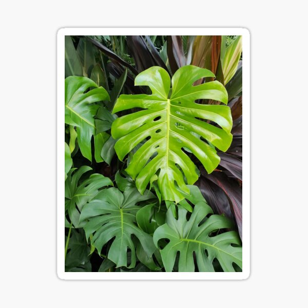 Monstera Plant Photography Sticker