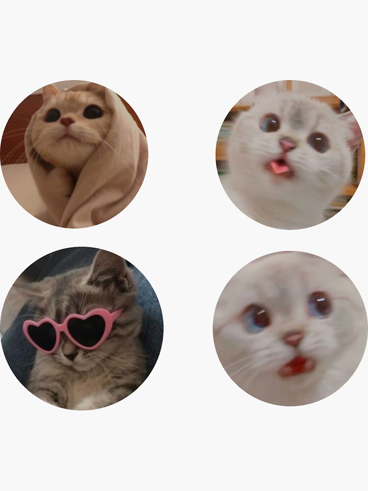 packs  Cat icon, Cat aesthetic, Cute cats