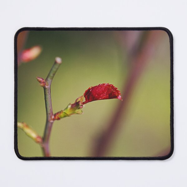 Item preview, The Saw Edge Rose Leaf designed and sold by Joy Watson - Natural Light Photography .