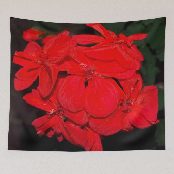 Item preview, Red geraniums against black designed and sold by B. Randi Bailey.