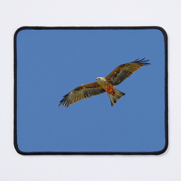 Item preview,  Soaring Red Kite designed and sold by Dalyndigital Photography.