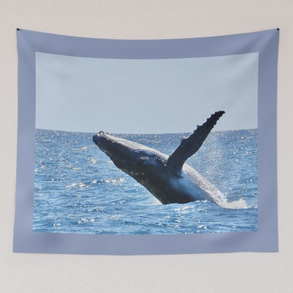 Item preview, Whale watching breach in Hervey Bay  designed and sold by Mark Grimsley.