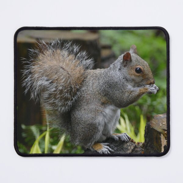 Item preview, Ardilla gris designed and sold by Evergreen365.