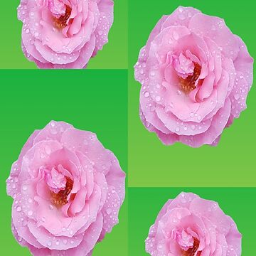 “A pink Rose. Multiples. Variegated Green background. My Photos