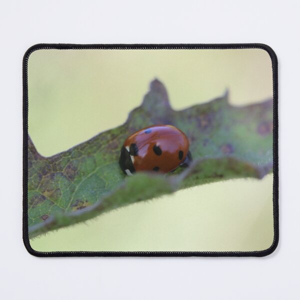 Item preview, Ladybird Lane designed and sold by ASTRID EWING.