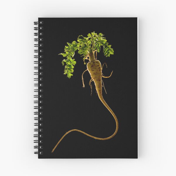 Item preview, Freshly harvested parsnip complete with leaves: black background designed and sold by bailey-cooper.