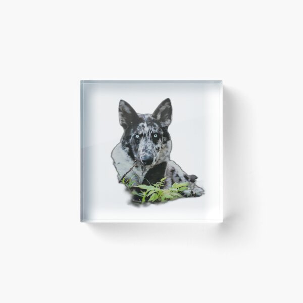 Item preview, Boreal Tito designed and sold by NordicWolfdogs.