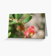 Proteaceae - Mountain Grevillea Greeting Card