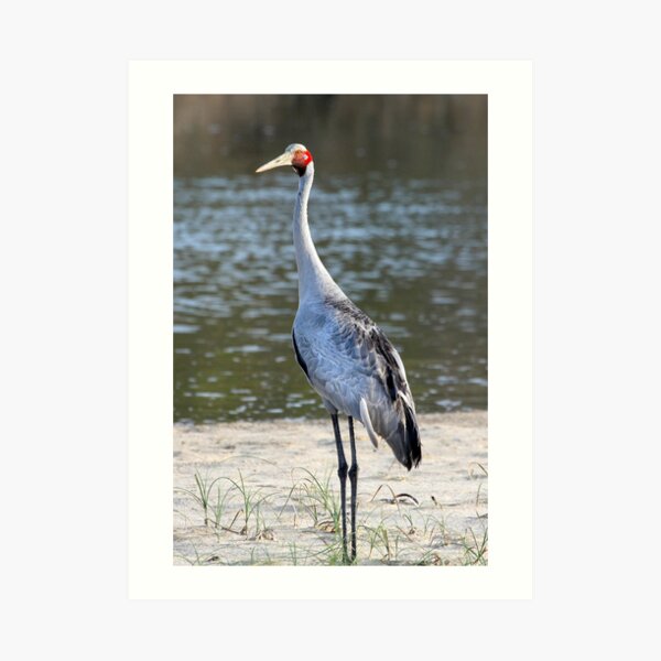 The Brolga (Grus rubicunda) Art Print
