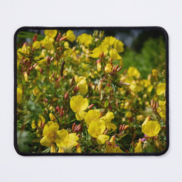 Item preview, All yellow Narrowleaf evening primrose designed and sold by Jouko Lehto Photography.