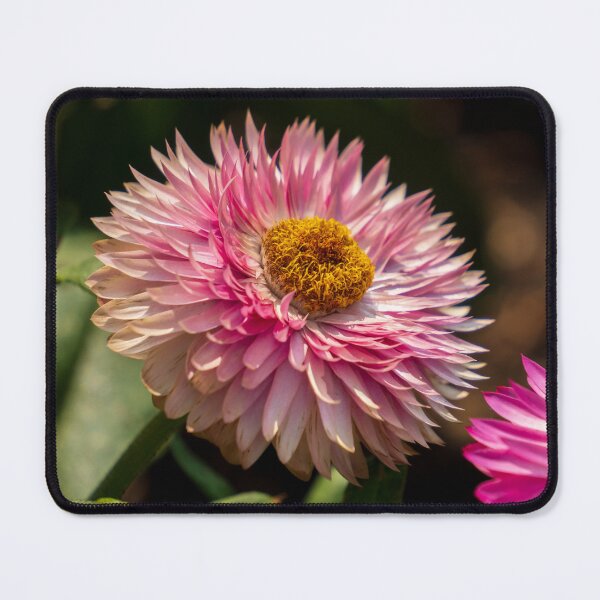 Item preview, Pink Strawflower designed and sold by TinyDinoDesigns.