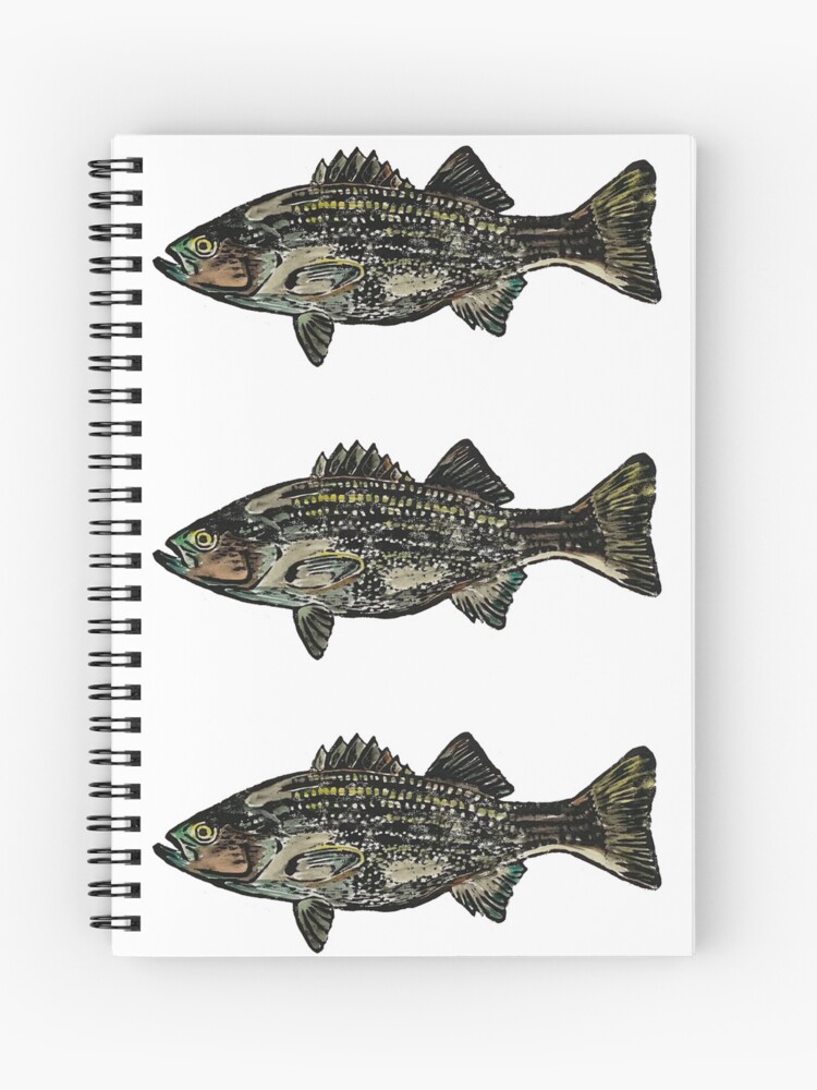 How to draw a fish · Sketch a Day