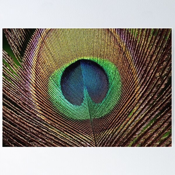 Item preview, Peacock Feather designed and sold by Deb Oppermann.
