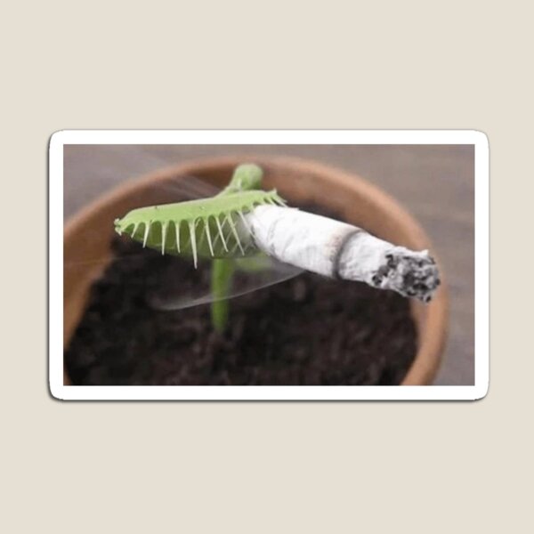 venus fly trap smoking a cigarette 