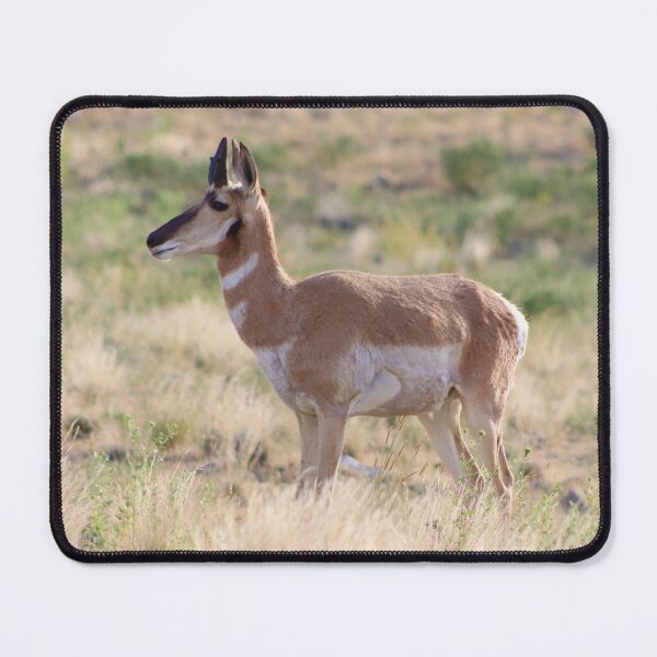Item preview, Lovely Pronghorn designed and sold by simonjayphotos.