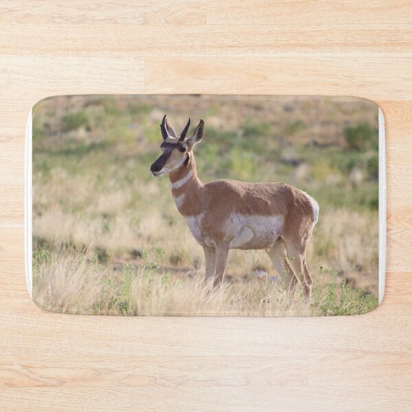 Item preview, Good Looking Pronghorn designed and sold by simonjayphotos.