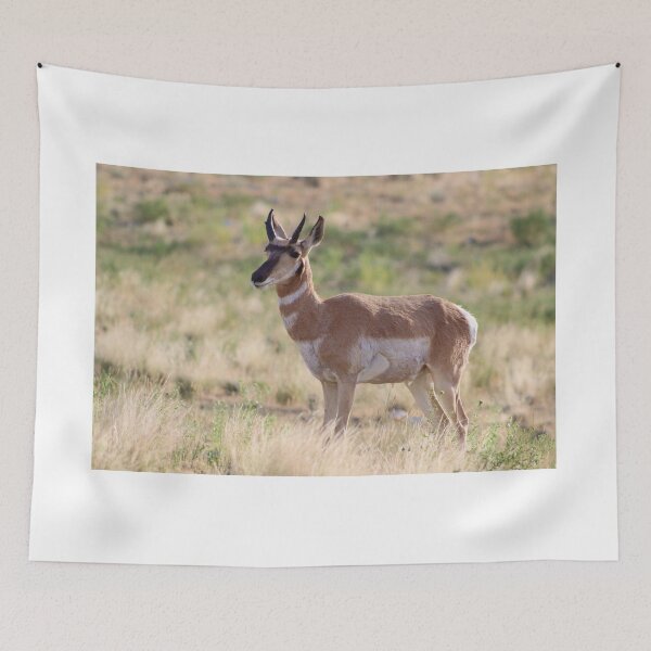 Item preview, Good Looking Pronghorn designed and sold by simonjayphotos.