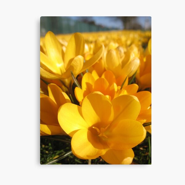 Golden Crocuses Canvas Print