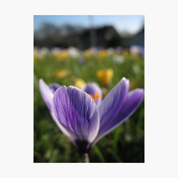 Purple and beyond Photographic Print