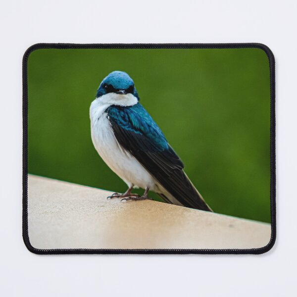 Item preview, Perched Tree Swallow designed and sold by MagicMagpie.