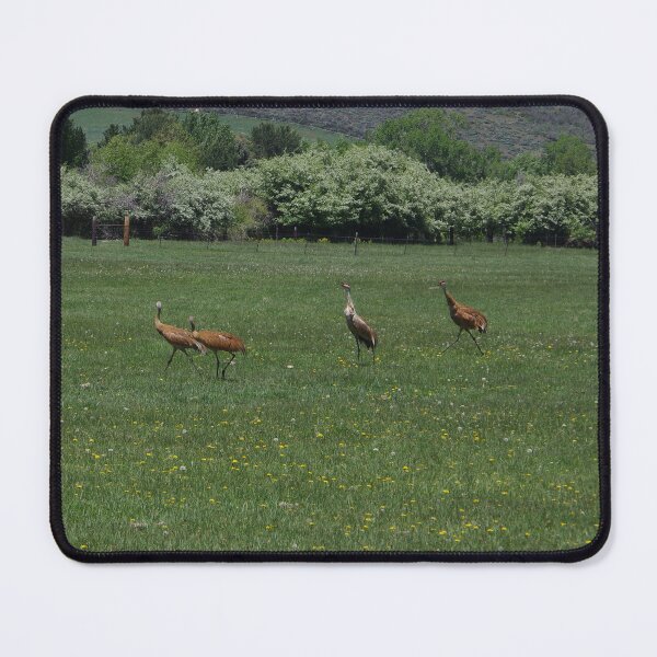 Item preview, A Family of Sandhill Cranes designed and sold by The Botanical Jason.