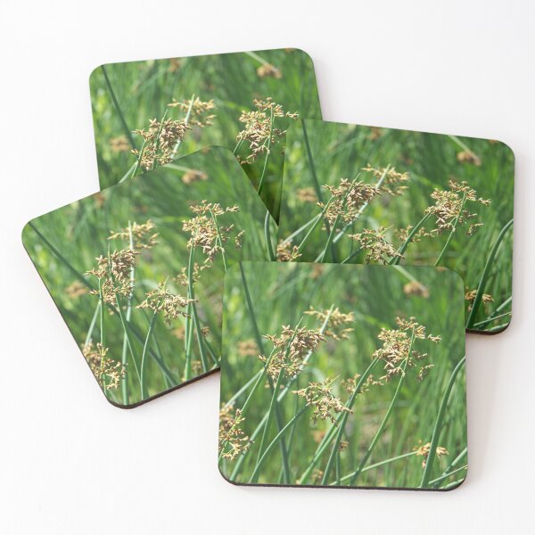 Item preview, Softstem Bulrush in Flower designed and sold by The Botanical Jason.