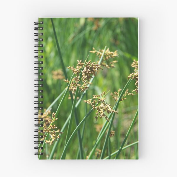 Item preview, Softstem Bulrush in Flower designed and sold by The Botanical Jason.