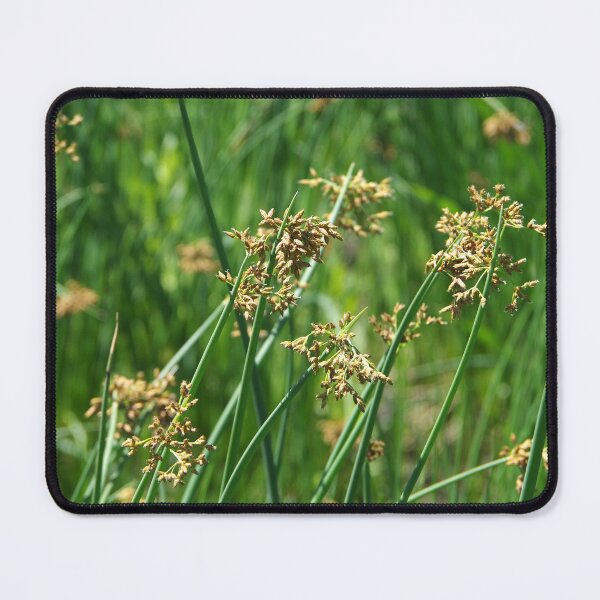 Item preview, Softstem Bulrush in Flower designed and sold by The Botanical Jason.