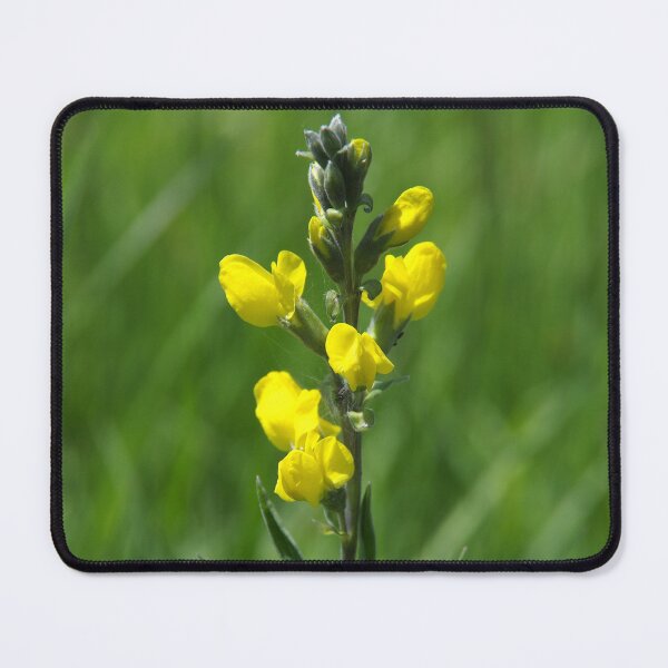 Item preview, Beautiful False Lupine Flowers designed and sold by The Botanical Jason.