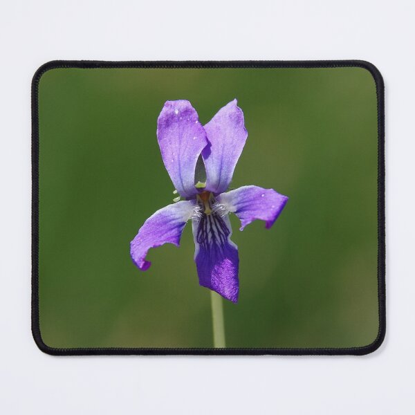 Item preview, Delicate Northern Bog Violet Flower designed and sold by The Botanical Jason.