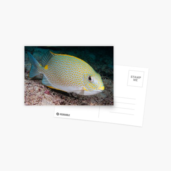 Golden Rabbitfish, Kapalai, Sabah, Malaysia Postcard