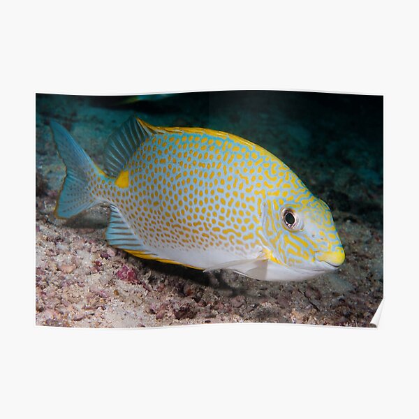 Golden Rabbitfish, Kapalai, Sabah, Malaysia Poster