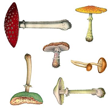 Artwork thumbnail, MUSHROOM MEDLEY Mini Sticker Pack by elevens